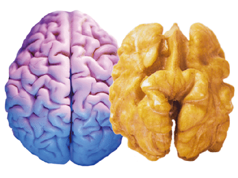 walnut brain